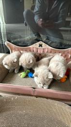 Britse korthaar kittens met stamboom, Dieren en Toebehoren, Met stamboom, Poes
