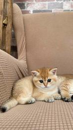 Britse korthaar black golden shaded kittens, Dieren en Toebehoren, Poes, Ontwormd, 0 tot 2 jaar