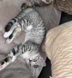 Ragdoll x Britse korthaar, Poes