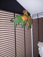 3x Agapornis fisheri jonkies. 20euro p/s. 50euro voor 3, Dieren en Toebehoren, Geslacht onbekend, Dwergpapegaai of Agapornis