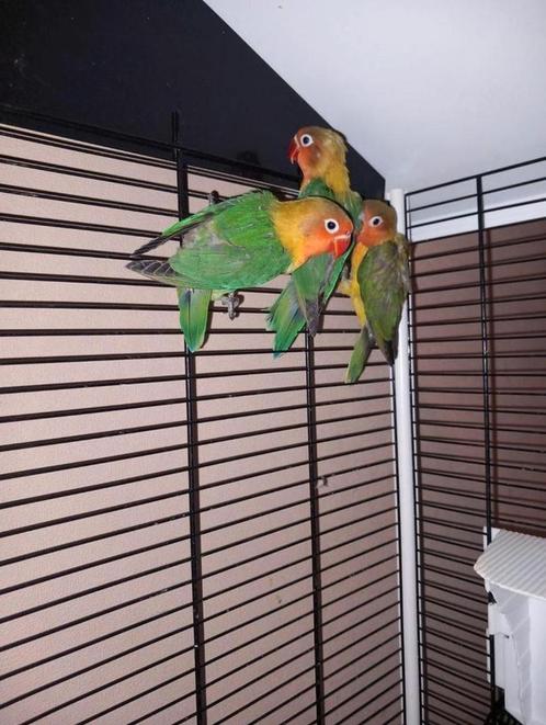 3x Agapornis fisheri jonkies. 20euro p/s. 50euro voor 3, Dieren en Toebehoren, Vogels | Parkieten en Papegaaien, Dwergpapegaai of Agapornis