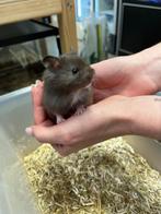 Te koop lieve jonge goudhamsters / Syrisch hamsters, Dieren en Toebehoren, Juli, Meerdere dieren, Hamster