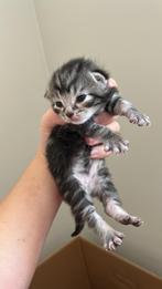 2 katers europees korthaar x maine coon, Dieren en Toebehoren, Katten en Kittens | Raskatten | Korthaar, Kater