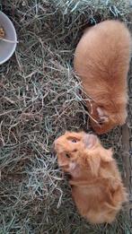 Lieve cavia's, Dieren en Toebehoren, Knaagdieren, Cavia, Mannelijk, Tam, Oktober