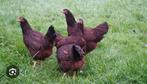Rhode island red kriel gezocht, Vrouwelijk, Kip