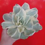 Geweldige echeveria Moon River vetplant succulent, Huis en Inrichting, Overige soorten, Ophalen of Verzenden, In pot, Minder dan 100 cm
