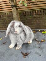 NHD konijntjes hangoor dwerg konijn, Dieren en Toebehoren, Konijnen, Meerdere dieren, Dwerg, Hangoor