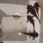 Groep Hypancistrus Zebra L46, Dieren en Toebehoren, Vissen | Aquariumvissen, Vis, Zoetwatervis