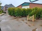 Thuja Brabant - Thuja Smaragd - Thuja plicata aangeboden, Ophalen of Verzenden, Conifeer, 100 tot 250 cm