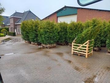 Thuja Brabant - Thuja Smaragd - Thuja plicata aangeboden  beschikbaar voor biedingen