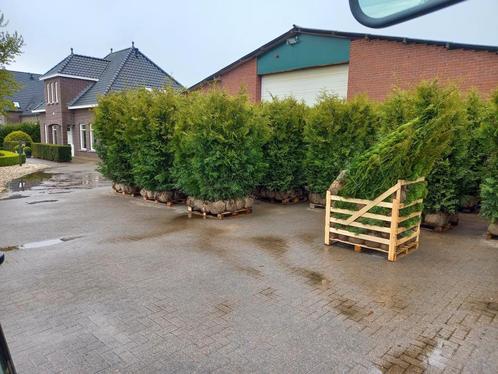 Thuja Brabant - Thuja Smaragd - Thuja plicata aangeboden, Tuin en Terras, Planten | Struiken en Hagen, Conifeer, 100 tot 250 cm