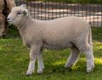 Ryeland ramlam, Mannelijk, Schaap, 0 tot 2 jaar