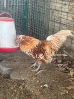 Antwerpse baardkriel okerwit porselein, Dieren en Toebehoren, Pluimvee, Mannelijk, Kip