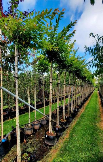 Prunus subhirtella 'Autumnalis' 🌿 (wit bloeiende) beschikbaar voor biedingen