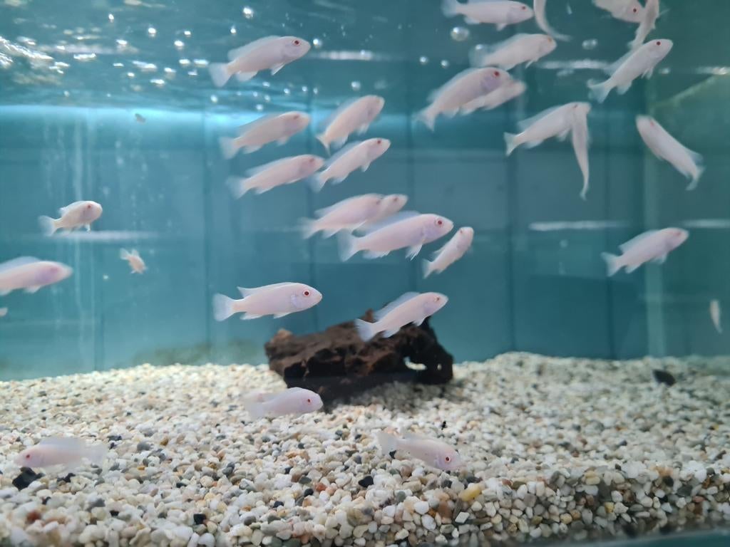 Pseudotropheus Socolofi Albino Malawi Cichliden, Vis, Zoetwatervis