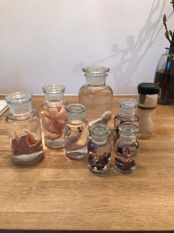 TAXIDERMIE PREPARAAT FORMOL GLAS OCTOPUS ZEESTER KAT, Verzamelen, Dierenverzamelingen, Nieuw, Overige typen, Ophalen