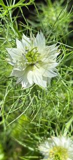 Zaden juffertje in het groen- witte bloem, Ophalen of Verzenden, Voorjaar, Volle zon, Zaad