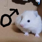 Lieve tamme babygoudhamsters, Dieren en Toebehoren, Hamster, Meerdere dieren, Tam, September