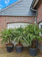 20% KORTING TRACHYCARPUS FORTUNEI € 179,- P/MTR. STAMMETER, In pot, Herfst, Halfschaduw, Ophalen of Verzenden