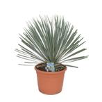 Yucca Rostrata - Palmlelie g89818, Tuin en Terras, Planten | Tuinplanten, Ophalen of Verzenden