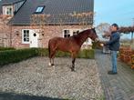 3.5 jarige new forest D pony, Dieren en Toebehoren, Pony's