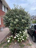 Olijfwilg ca. 2 meter, Tuin en Terras, Planten | Bomen, Ophalen, Halfschaduw, Olijfboom, 100 tot 250 cm