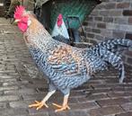 Hanen en kippen - gratis af te halen, Dieren en Toebehoren