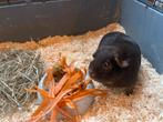 Cavia met kooi en accessoires., Dieren en Toebehoren, Knaagdieren, Cavia, Mannelijk, November, Tam