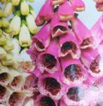 Digitalis purpurea, vingerhoedskruid., Overige soorten, Ophalen of Verzenden, Tweejarig, Halfschaduw
