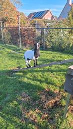 Dweggeit bokje, Dieren en Toebehoren, Schapen, Geiten en Varkens, Mannelijk, Geit