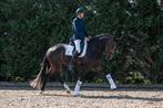 Talentvolle 3.5 jarige IBOP ELITE merrie, Dieren en Toebehoren, Merrie, Dressuurpaard