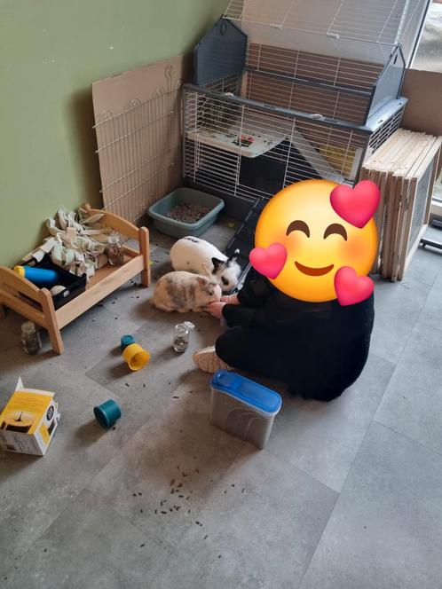 Een gelukkig paar (m+v) konijnen, Dieren en Toebehoren, Konijnen, Middelgroot, Meerdere dieren, 3 tot 5 jaar