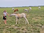 *** Topklasse Welsh A hengstveulen ***, Dieren en Toebehoren, Pony's, Niet van toepassing, 0 tot 2 jaar, Hengst, B pony (1.17m tot 1.27m)