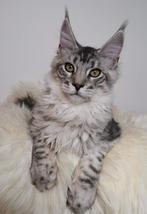 Prachtig maine coon kitten katertje met stamboom!, Dieren en Toebehoren, Katten en Kittens | Raskatten | Langhaar, Kater, Gechipt