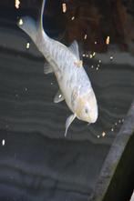 Sorakoi, Dieren en Toebehoren, Vissen | Vijvervissen, Karper of Koi