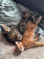 7 Half-Bengaalse Kittens, Dieren en Toebehoren, Katten en Kittens | Overige Katten, Meerdere dieren, Kortharig, 0 tot 2 jaar