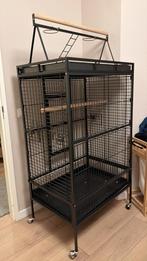 Papegaai kooi te koop, Mannelijk, Papegaai