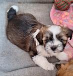 Lhasa-apso-boemertje teefje, en heeft 3 kleuren, Dieren en Toebehoren, Teef, Eén hond, Klein, Nederland