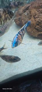 Aulonocaras Multi Color OB, Dieren en Toebehoren, Vissen | Aquariumvissen, Vis