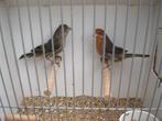 mex, goudvinken, Dieren en Toebehoren, Vogels | Overige Vogels, Meerdere dieren, Tropenvogel