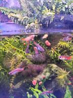 Guppen te koop, Dieren en Toebehoren, Vissen | Aquariumvissen, Vis