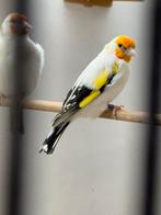 Koppels majoor putters, Dieren en Toebehoren, Vogels | Overige Vogels, Meerdere dieren, Wildzangvogel