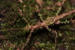 Taraxippes Samarae "Siquirres", Dieren en Toebehoren, Reptielen en Amfibieën, Overige soorten, 0 tot 2 jaar