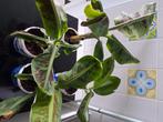 Bananenplant stekjes Musa Dwarf Cavendish, Ophalen, Fruitplant, In pot, Minder dan 100 cm