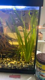 Aquarium planten, Dieren en Toebehoren, Ophalen of Verzenden