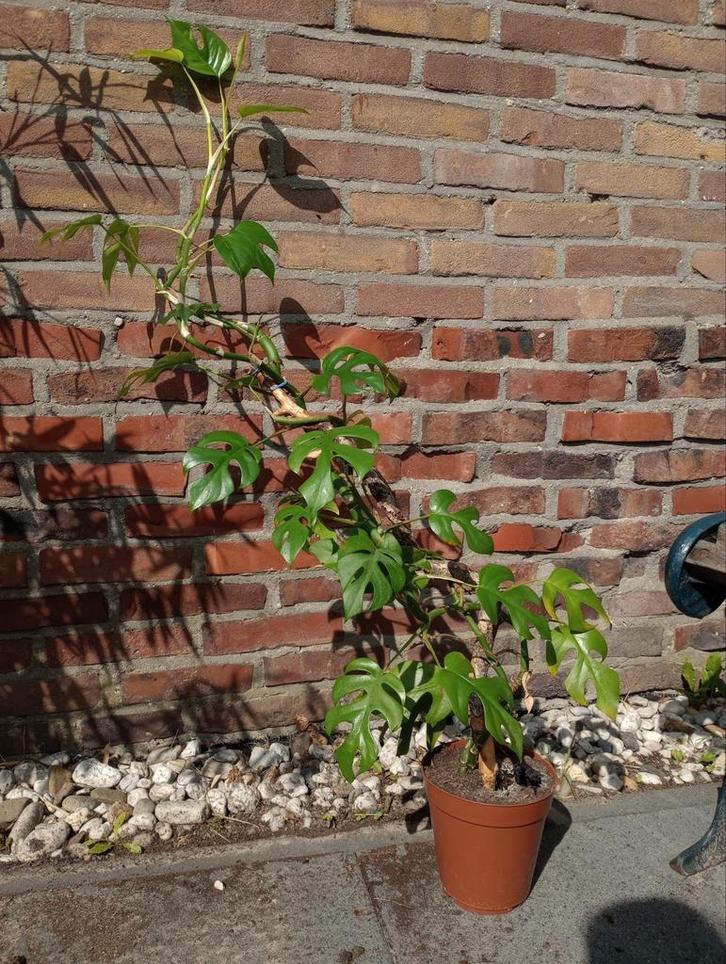 Raphidophora tetrasperma, Monster minima +/- 110 cm, Huis en Inrichting, Kamerplanten, Halfschaduw, Ophalen