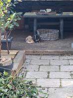 Lief koppeltje buitenkonijnen zoekt nieuw, liefdevol thuis, Meerdere dieren, Middelgroot, Hangoor, 3 tot 5 jaar