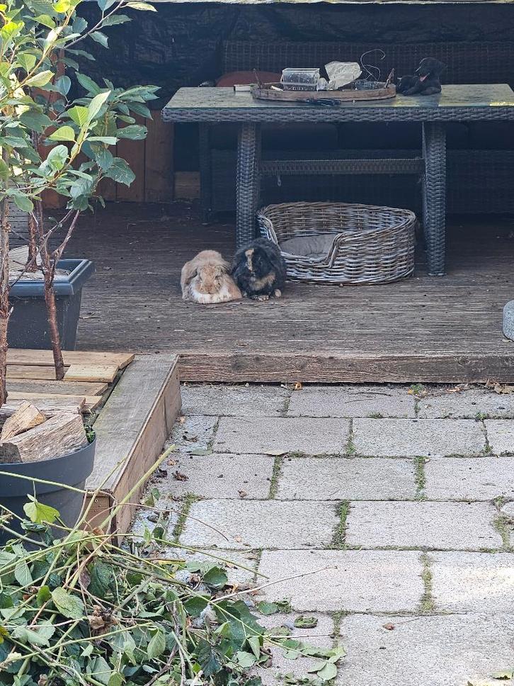 Lief koppeltje buitenkonijnen zoekt nieuw, liefdevol thuis, Dieren en Toebehoren, Konijnen, Middelgroot, Meerdere dieren, 6 tot 8 jaar