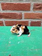 Leuk nestje zuivere borstels, Dieren en Toebehoren, Cavia, Mannelijk, Tam, Oktober