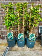 Klim hortensia wit, Tuin en Terras, Planten | Struiken en Hagen, Minder dan 100 cm, Ophalen of Verzenden, Hortensia